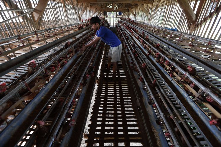 telur, Cangkang telur, 5 Kegunaan Ajaib Cangkang Telur yang Kaya Kalsium di Rumah