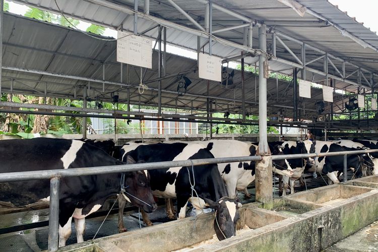 fakta menarik susu, fakta menarik tentang susu, apakah susu sapi segar boleh langsung diminum, kenapa susu mentah berbahaya, 6 Fakta Susu Sapi, Ternyata Tidak Boleh Diminum Langsung, 1. Susu sapi mentah tidak boleh dikonsumsi, 2. Sapi perah mulai menghasilkan susu saat usia 3-4 tahun, 3. Pakan sapi memengaruhi rasa susu, 4. Sapi perah bisa produksi susu hingga 25 liter per hari, 5. Anak sapi juga minum susu induknya
