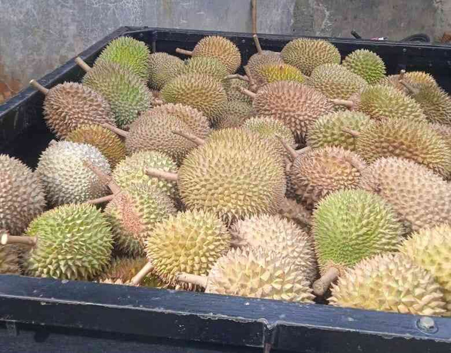 durian, Menikmati Durian Kampung Cengal, Harta Karun Tersembunyi Bogor Bagian Barat