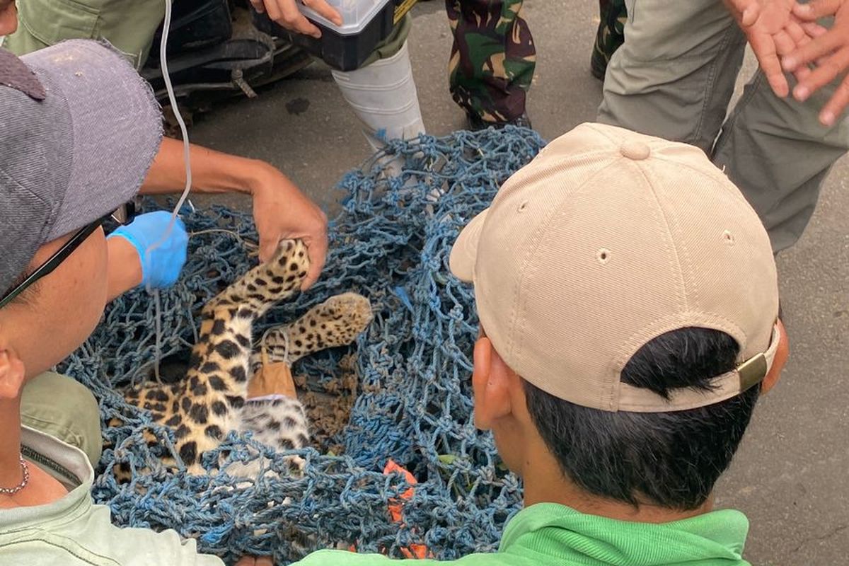 macan tutul, Karanganyar, Kronologi Macan Tutul Masuk Rumah Warga di Karanganyar, Bersembunyi di Bawah Beton