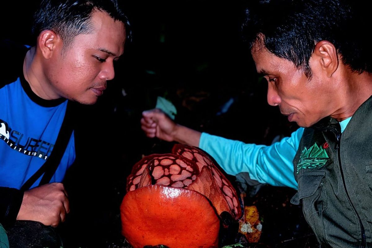 Septi Andriki, Rafflesia hasseltii, sumatera barat, Rafflesia hasseltii langka, septi andriki, Tangis Haru 13 Tahun Menanti, Septi Andriki Akhirnya Menemukan Rafflesia hasseltii, Berawal dari Buku Pelajaran, Berhenti Mengajar Demi Rafflesia, Misi Panjang dengan Chris Thorogood, Perjudian 23 Jam di Jalur Harimau, Tangis Pecah Setelah Menanti 13 Tahun