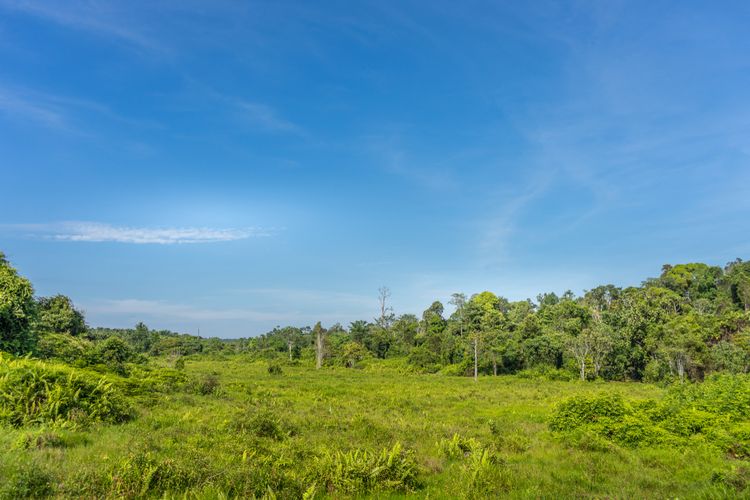 taman nasional, Taman Nasional Tesso Nilo, Tesso Nilo, Riau, Taman Nasional, tesso nilo pelalawan, tesso nilo, tesso nilo riau, tesso nilo kasus, sejarah taman nasional Tesso Nilo, sejarah Tesso Nilo, taman nasional tesso nilo kabupaten pelalawan riau, mengenal Taman Nasional Tesso Nilo, mengenal Tesso Nilo, Mengenal Taman Nasional Tesso Nilo, Rumah Gajah Sumatra yang Terjepit Perkebunan Sawit dan Perebutan Lahan, Sejarah Panjang, dari HPH hingga Menjadi Kawasan Konservasi, Letak Geografis dan Karakter Tanah, Kekayaan Keanekaragaman Hayati, Fauna Tesso Nilo, dari Harimau Sumatra hingga Katak Serasah, Destinasi Wisata Alam dan Edukasi Konservasi, Ancaman Perusakan dan Harapan Konservasi