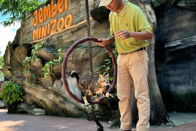 Jember Mini Zoo, jumlah pengunjung Jember Mini Zoo, Wisata Jember, jember mini zoo, atraksi kucing jember mini zoo, jember mini zoo tiket masuk, jumlah pengunjung Jember Mini Zoo saat libur lebaran, Ada Atraksi Kucing, Pengunjung Jember Mini Zoo Naik Saat Libur Lebaran 2025