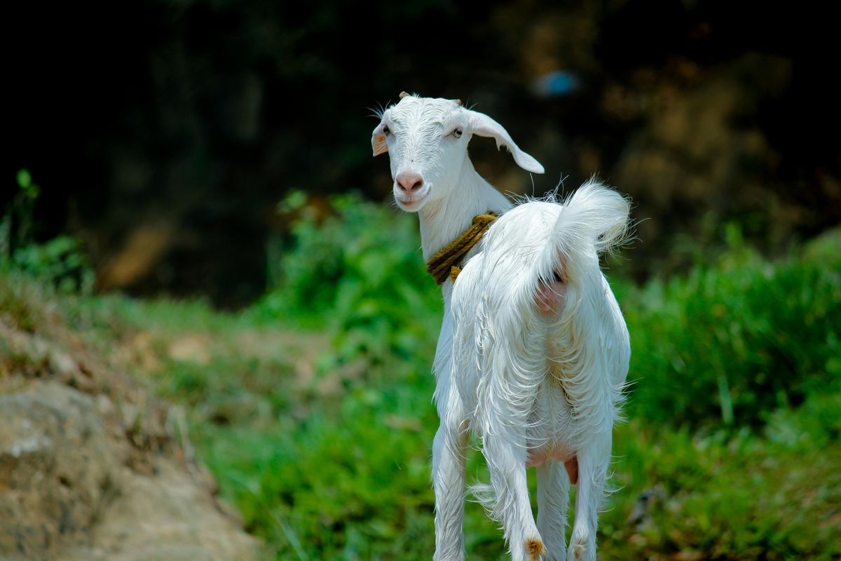 kurban, kambing, Bolehkah Kurban dengan Hewan Betina? Simak Hukum dan Penjelasan Syariatnya