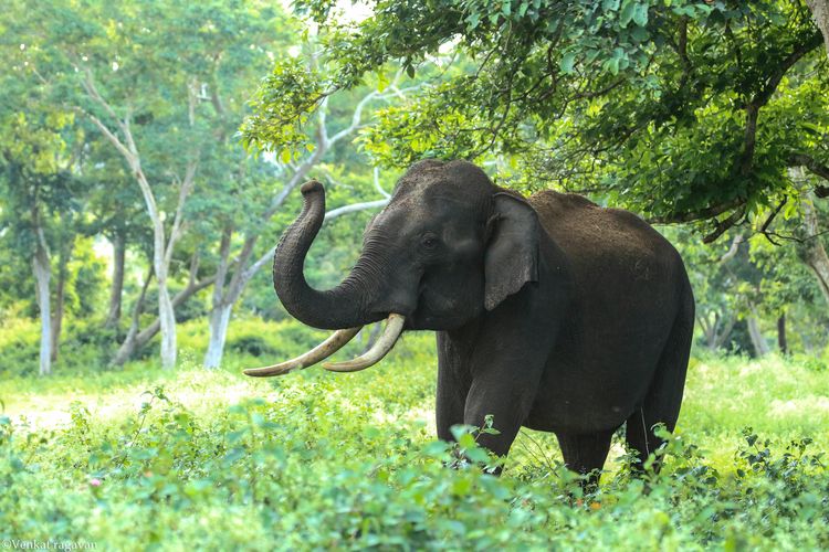 Menteri Kehutanan, Raja Juli Antoni, gajah tunggang, menunggangi gajah, Kementerian Kehutanan, menaiki gajah, Wisata Gajah Tunggang Dilarang di Indonesia, Mengapa?