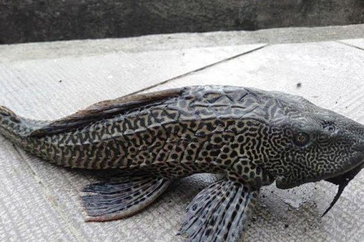Ikan Sapu-sapu yang Ditangkap di Jakarta Tidak Dikonsumsi, Kenapa?