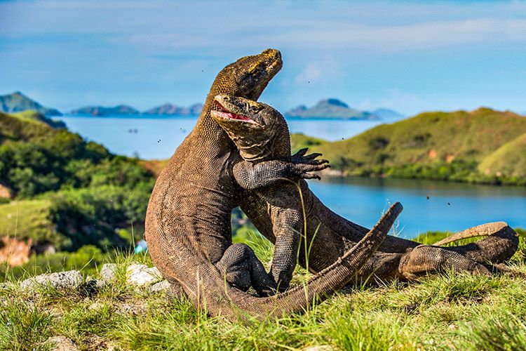 Bali, 6 Tempat Wisata Indonesia yang Pernah Dikunjungi Artis Hollywood dan Tokoh Dunia, 1. Bali (Ubud dan Uluwatu), 2. Pulau Komodo, Nusa Tenggara Timur, 3. Candi Borobudur, Magelang, 4. Taman Nasional Gunung Leuser, Aceh dan Sumatra Utara, 5. Pulau Moyo, Nusa Tenggara Barat, 6. Mentawai, Sumatra Barat