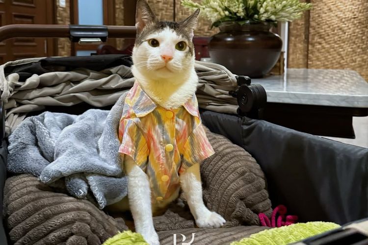 tenun Tanimbar, bobby kertanegara kucing prabowo, hut ke 80 ri, bobby kartanegara, gaya bobby kartanegara, kucing motif batik, 6 Gaya Bobby Kertanegara, Kucing Prabowo yang Selalu Tampil Modis, 1. Gaya militer dengan kemeja loreng, 2. Santai dengan kemeja pastel, 3. Batik merah, 4. Batik ungu, 5. Batik cokelat, 6. Tenun ikat tanimbar