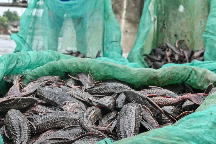 ikan sapu-sapu, cara membedakan siomay, 4 Cara Bedakan Siomay Ikan Sapu-sapu dan Tenggiri Menurut Chef