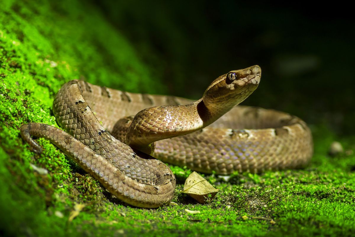ular, tikus, lubang ular, Ular, Tikus, Damkar, Mencegah Ular Masuk Rumah, mencegah ular masuk rumah, damkar, Tampak Sama, Ini Cara Membedakan Lubang Ular dan Lubang Tikus di Sekitar Rumah, Ciri-Ciri Lubang Ular, Ciri-Ciri Lubang Tikus yang Masih Aktif, Mengapa Ular Masuk ke Sekitar Rumah?, Ular Sering Masuk Rumah saat Musim Hujan, Tips Mencegah Ular Masuk Rumah