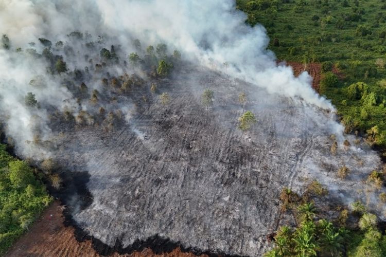 karhutla, Riau, Karhutla, karhutla di Riau, kebakaran lahan gambut, lahan gambut, Karhutla di Riau, kebakaran lahan dan hutan, Karhutla Terjang Riau, Berikut Update Kasus dan Tersangkanya pada 2025
