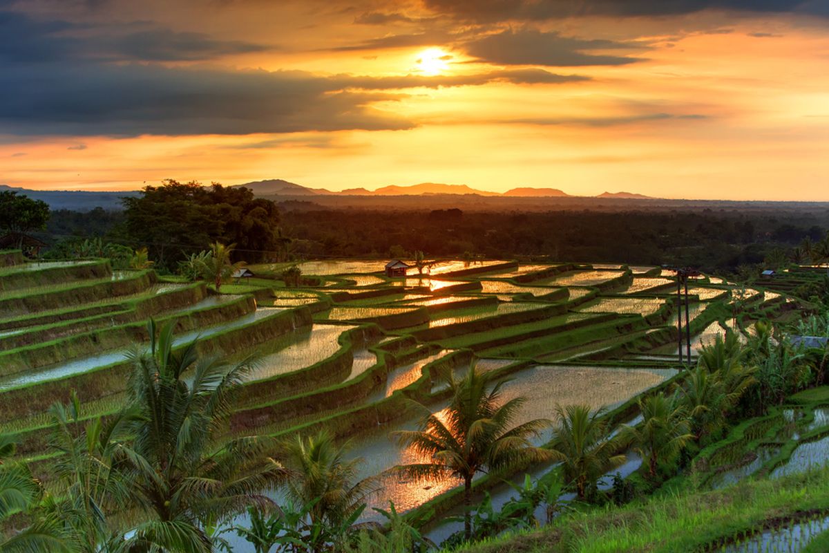 wisata, destinasi wisata, Liburan Sambil Peduli Bumi, Ini 7 Wisata Ramah Lingkungan di Indonesia, 1. Desa Wisata Les, Buleleng, Bali, 2. Desa Wisata Krebet, Bantul, Yogyakarta, 3. Desa Wisata Jatiluwih, Tabanan, Bali, 4. Ekowisata Tangkahan, Langkat, Sumatera Utara, 5. Tambling Wildlife Nature Conservation, Lampung, 6. Taman Nasional Tanjung Puting, Kalimantan Tengah, 7. Pulau Macan Eco Lodge, Kepulauan Seribu