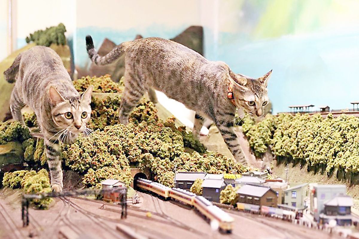 Jepang, Restoran Diorama, jepang, restoran unik, Restoran di Jepang, cafe kucing di jepang, restoran kucing di jepang, restoran diorama, Kisah Restoran di Jepang yang Hidup Lagi Berkat Kucing
