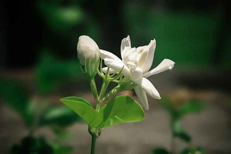 sandalwood, stres, aroma parfum, jasmine, vanila, aroma parfum untuk stres, parfum yang menenangkan, parfum aroma menenangkan, parfum yang menenangkan pikiran, 7 Aroma Parfum yang Menenangkan Pikiran dan Meredakan Stres, 1. Lavender, 2. Jasmine, 3. Vanilla, 4. Mawar, 5. Mogra oil, 6. Sandalwood, 7. Cedarwood