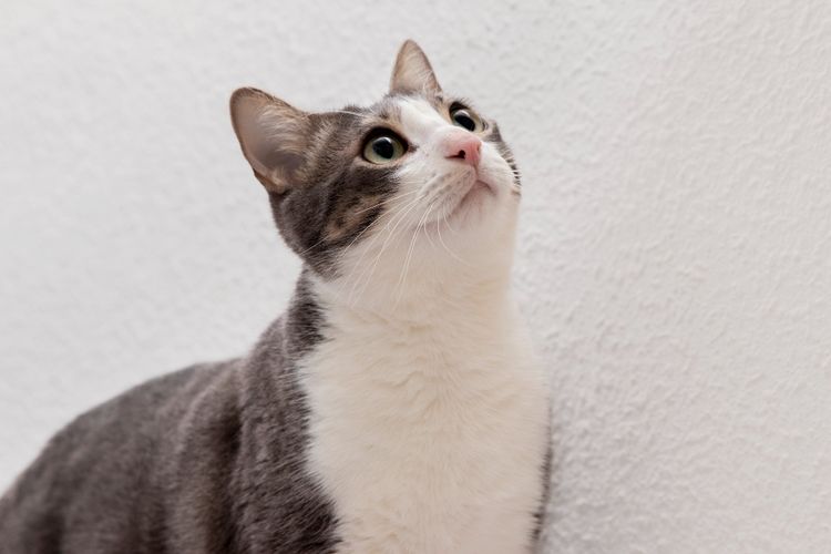 Hari Kucing Nasional, hari kucing nasional kapan, 29 oktober 2025 hari apa, 29 oktober hari kucing nasional, hari kucing nasional amerika, hari kucing nasional 29 oktober, 29 oktober hari kucing nasional amerika, national cat day, national cat day 2025, Hari Kucing Nasional 29 Oktober, Kenapa Ada Banyak Perayaan untuk Si Meong?