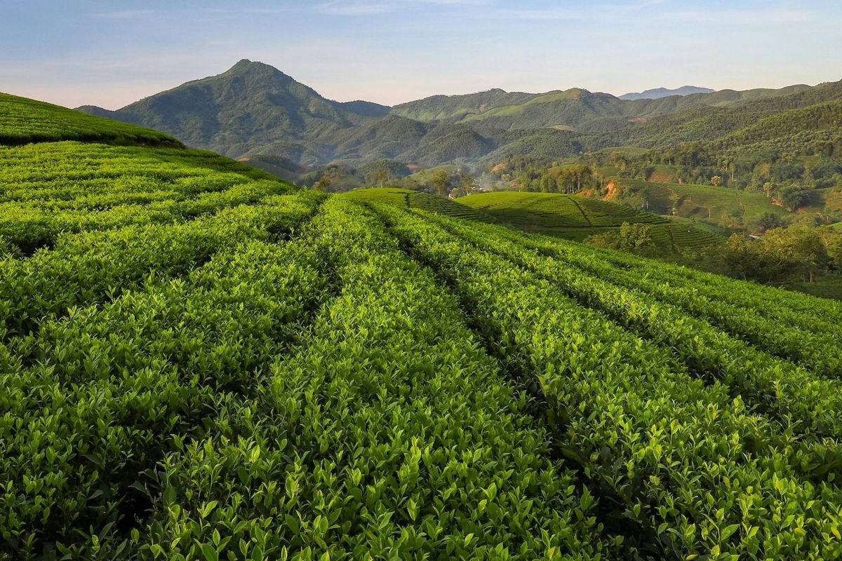 Kebun Teh di Jawa Timur, 5 Wisata Kebun Teh di Jawa Timur untuk Destinasi Libur Long Weekend, 1. Kebun Teh Gunung Gambir, 2. Kebun Teh Wonosari, 3. Kebun Teh Jamus, 4. Kebun Teh Kertowono, 5. Kebun Teh Sirah Kencong