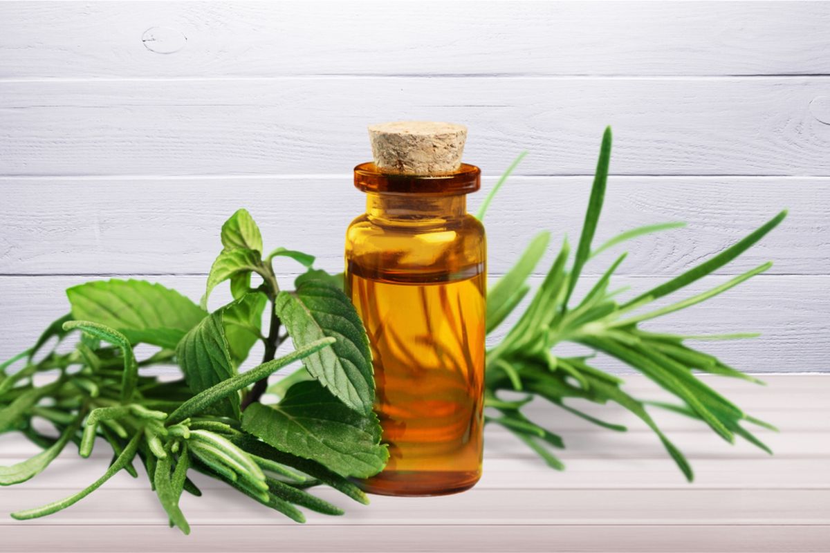 tea tree oil untuk jerawat, obat jerawat alami, tea tree oil untuk wajah, manfaat tea tree oil untuk jerawat, cara memakai tea tree oil, Apakah Tea Tree Oil Efektif untuk Jerawat? Ini Penjelasannya