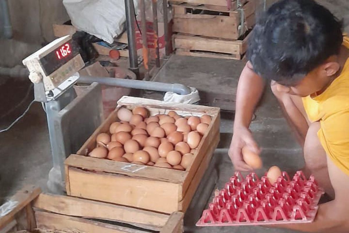 telur, telur ayam, harga telur naik, harga telur, makan bergizi gratis, Disdag Kota Yogyakarta, Harga Telur di Kota Yogyakarta Meroket Jadi Rp 31.000 Per Kilogram, Apa Penyebabnya?