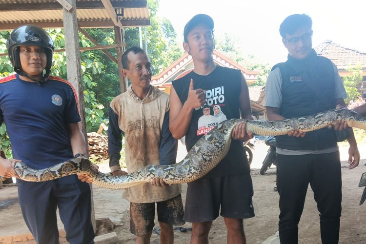 ular, motor, sepeda motor, hujan, Bukan Pakai Garam, Ini Trik Cegah Ular Masuk ke Motor atau Mobil