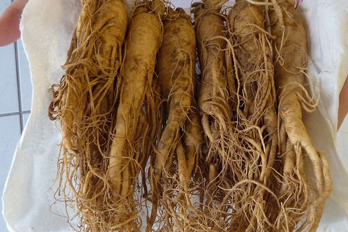Ginseng, ginseng, Manfaat ginseng, Ginseng adalah, Ginseng: Manfaat, Penggunaan, dan Efek Sampingnya, Jenis-jenis Ginseng, Manfaat ginseng, Dosis ginseng, Bentuk dan cara konsumsi ginseng, Efek samping ginseng, Kesimpulan