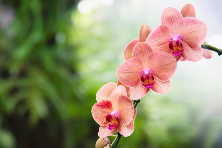zodiak, zodiak virgo, zodiak gemini, zodiak leo, zodiak taurus, zodiak Cancer, bunga yang cocok sesuai zodiak, Bunga yang Cocok untuk 12 Zodiak, Aries Bunga Tulip, Aries (21 Maret – 19 April): Tulip, Taurus (20 April – 20 Mei): Mawar, Gemini (21 Mei – 20 Juni): Lavender, Cancer (21 Juni – 22 Juli): Lili, Leo (23 Juli – 22 Agustus): Bunga Matahari, Virgo (23 Agustus – 22 September): Aster, Libra (23 September – 22 Oktober): Anyelir, Scorpio (23 Oktober – 21 November): Geranium, Sagitarius (22 November – 21 Desember): Anyelir Merah, Capricorn (22 Desember – 19 Januari): Pansy, Aquarius (20 Januari – 18 Februari): Anggrek, Pisces (19 Februari – 20 Maret): Teratai, Menemukan makna lewat bunga