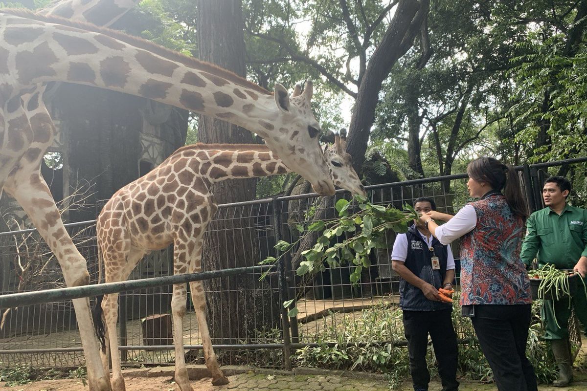 Harga tiket masuk Kebun Binatang Ragunan, harga tiket masuk Taman Margasatwa Ragunan, harga tiket masuk kebun binatang ragunan, harga tiket masuk ragunan 2025, harga tiket masuk ragunan hari ini, tiket masuk ragunan berapa, tiket masuk ragunan 2025, libur hari buruh 2025, Kebun Binatang Ragunan Buka Hari Ini, Catat Harga Tiketnya