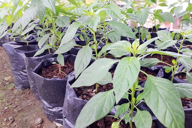 lahan terbatas, tanaman cabai, Cara Mengatasi Serangan Hama Tanaman Cabai di Lahan Terbatas seperti Pot atau Polybag, Hama utama yang mengancam tanaman cabai, Kenapa lahan terbatas lebih rentan diserang hama?, Dampak serangan hama, Cara pengendalian hama tanaman cabai di lahan terbatas