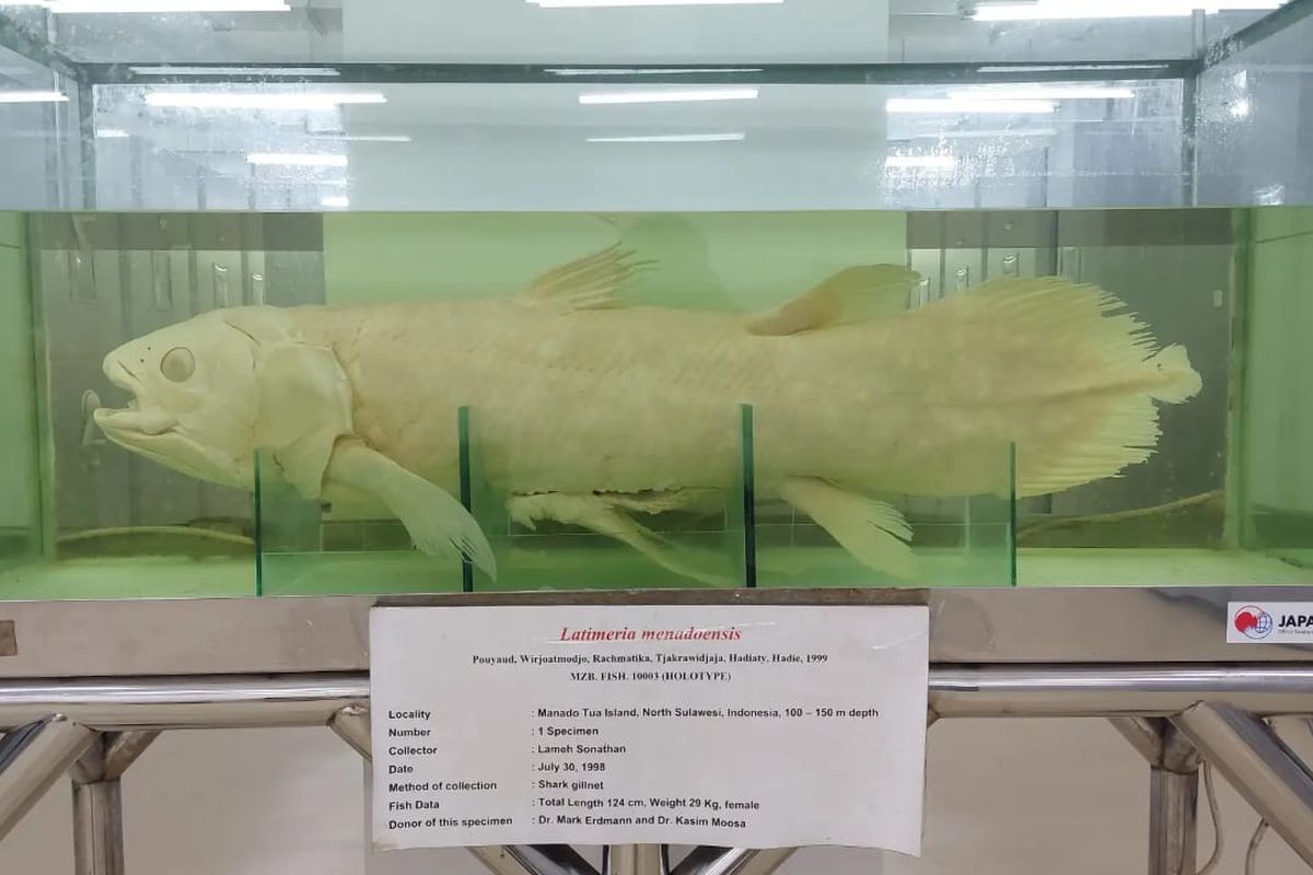 Manado, ikan purba, Latimeria menadoensis, manado, ikan purba di indonesia, ikan purba coelacanth, ikan purba di manado, penemuan ikan purba di manado, Latimeria menadoensis, Ikan Purba dari Manado yang Diduga Telah Punah 66 Juta Tahun