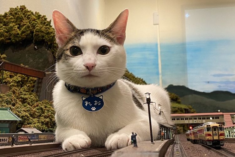 Jepang, Restoran Diorama, jepang, restoran unik, Restoran di Jepang, cafe kucing di jepang, restoran kucing di jepang, restoran diorama, Kisah Restoran di Jepang yang Hidup Lagi Berkat Kucing