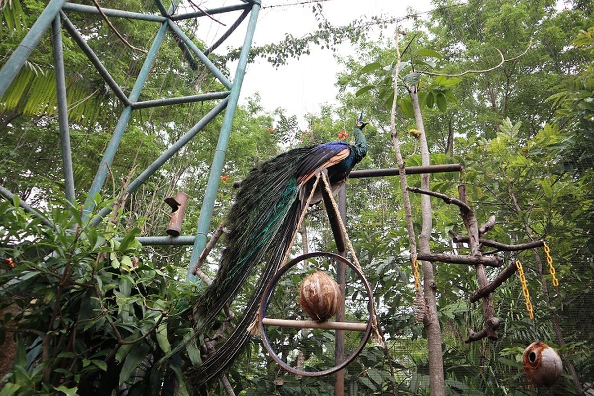 Mini Zoo Jogja Exotarium, Suraloka Interactive Zoo, Gembira Loka Zoo, Rekomendasi Kebun Binatang di Yogyakarta untuk Keluarga, Bisa Beri Makan Satwa