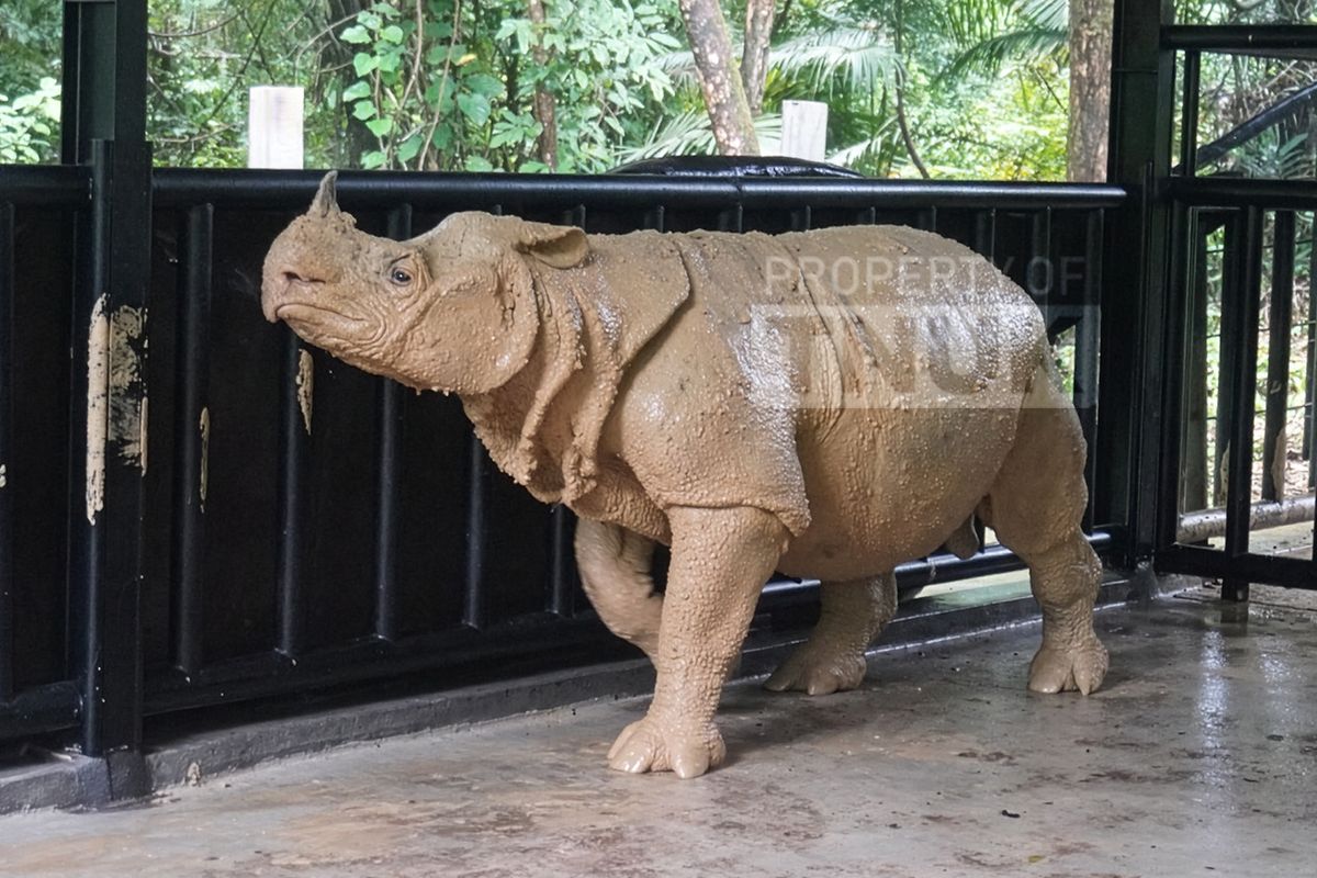 Badak Jawa, Taman Nasional Ujung Kulon, tnuk ujung kulon, badak jawa musofa, Kendaraan amfibi TNI AL, amfibi marinir, Badak Jawa Musofa Mati karena Penyakit Kronis Usai Keberhasilan Translokasi dengan Amfibi TNI AL