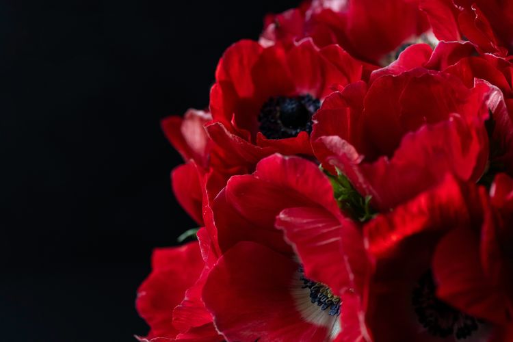 bunga anemone merah, bunga Palestina, nadeen ayoub, bunga palestina, bunga nasional palestina, bunga tradisional palestina, miss israel 2025, miss palestine 2025, melanie shiraz, Gaun Miss Israel 2025 Melanie Shiraz Tuai Kritik, Ada Apa?