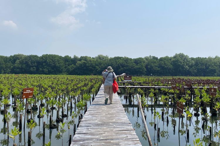 twa angke kapuk, jakarta ecotourism festival 2025, rute ke taman wisata alam angke kapuk, cara ke taman wisata alam angke kapuk, jakarta ecotourism festival, jakarta ecotourism 2025, Cara ke TWA Angke Kapuk Naik Transjakarta dari Jakarta