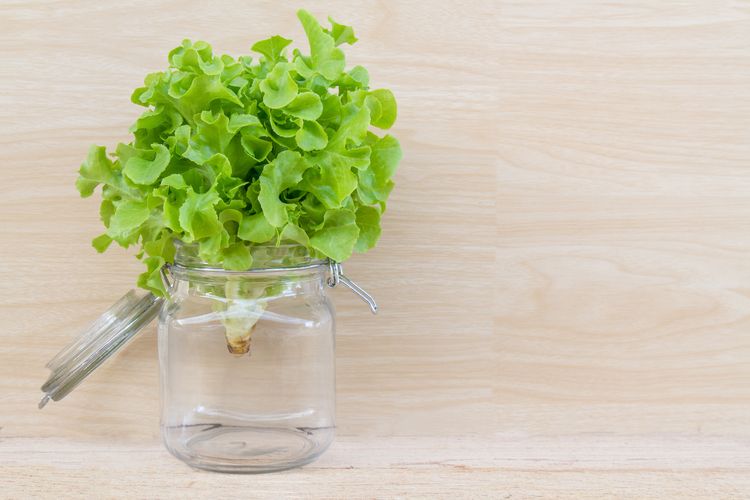 selada, daun salad, Trik Sederhana yang Bikin Daun Selada Segar hingga Berminggu-minggu
