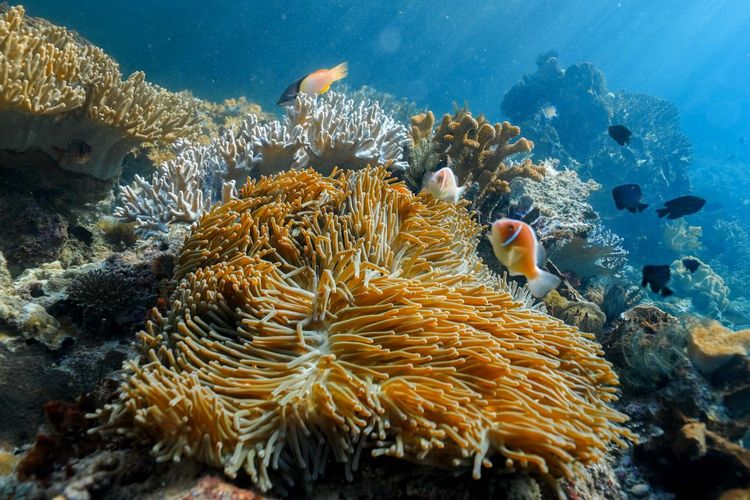 Raja Ampat, 7 Spot snorkeling terbaik di Raja Ampat, 7 spot snorkeling terbaik di Raja Ampat, raja ampat, Wisata Raja Ampat, 7 Spot Snorkeling Terbaik di Raja Ampat, 7 Spot Snorkeling Terbaik di Raja Ampat dan Mengapa Kita Harus Menjaganya, 1. Pulau Arborek, 2. Desa Yenbuba, 3. Desa Sawandarek, 4. Pulau Friwen, 5. Pulau Kri, 6. Manta Sandy, 7. Teluk Kabui 