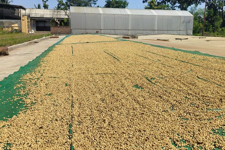 asal usul kopi ijen raung bondowoso, kopi ijen raung bondowoso ditanam di mana, harga jual kopi ijen raung bondowoso, ciri khas kopi ijen raung bondowoso, proses pascapanen kopi ijen raung bondowoso, Kopi Ijen Raung Bondowoso: Proses Pengolahan dan Harga Jual, Ciri khas kopi ijen, Kapan waktu panen kopi ijen?, Proses pengolahan pascapanen , Harga jual 