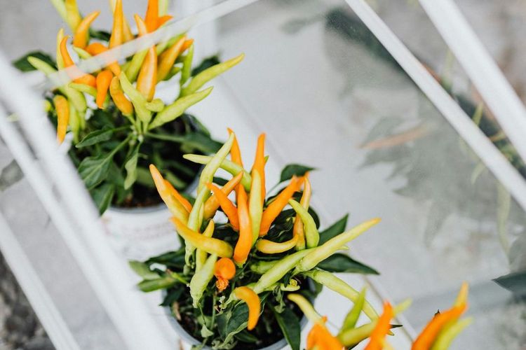 biji cabai, Cara menanam cabai, cara menanam cabai, tanaman cabai, cara menanam cabai dari biji, cara menanam cabe di pekarangan rumah, Cara Menanam Cabai dari Sisa Dapur, Cukup di Pekarangan Rumah Bisa Tumbuh Subur