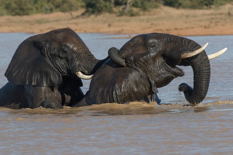Gajah, Mengapa Gajah Sumatera Sering Masuk Perkebunan? Simak 7 Cara Menghalaunya Tanpa Kekerasan