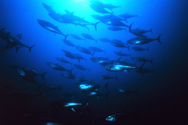 tuna termahal, Guinness World Records, tuna termahal di dunia, Beli Tuna Termahal di Dunia Rp 50 Miliar, Restoran Sushi di Jepang Pecahkan Rekor