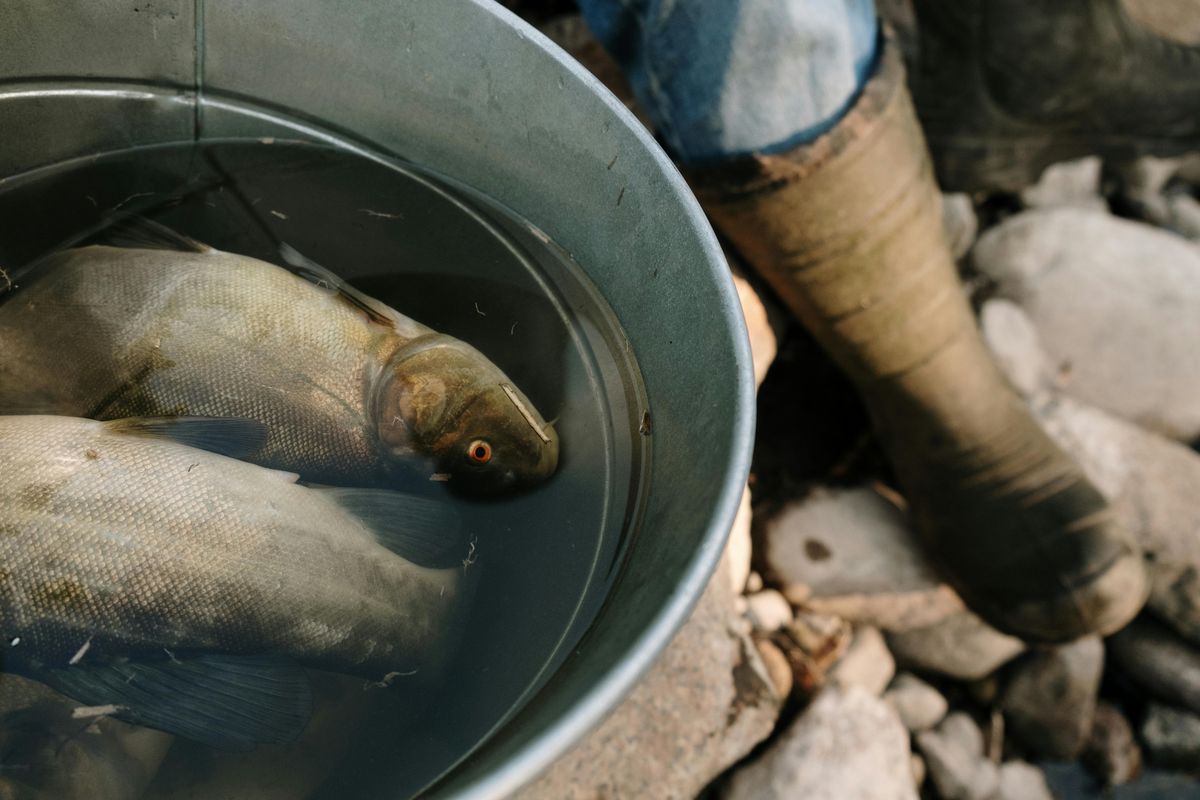 Sungai kalimas, Pemkot Surabaya, ikan mabuk, DLH Surabaya, DLH Surabaya Ungkap Penyebab Fenomena Ikan Mabuk di Sungai Banyu Urip dan Kalimas