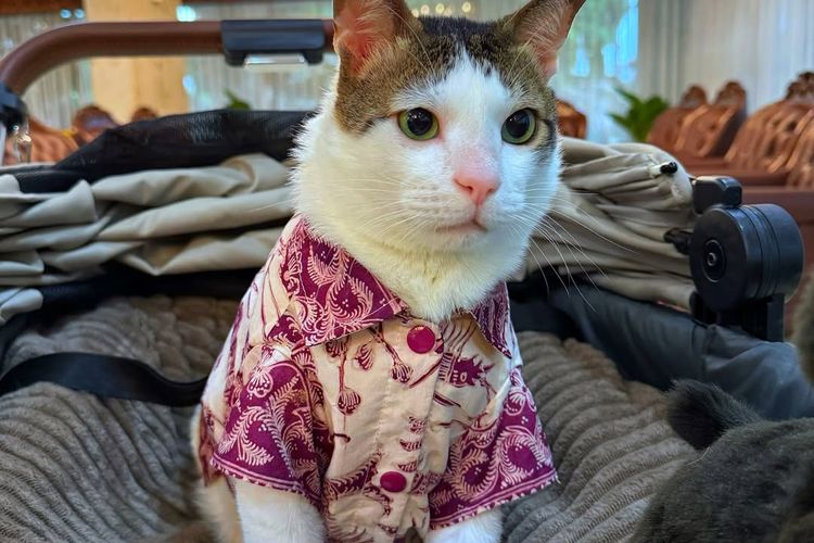 tenun Tanimbar, bobby kertanegara kucing prabowo, hut ke 80 ri, bobby kartanegara, gaya bobby kartanegara, kucing motif batik, 6 Gaya Bobby Kertanegara, Kucing Prabowo yang Selalu Tampil Modis, 1. Gaya militer dengan kemeja loreng, 2. Santai dengan kemeja pastel, 3. Batik merah, 4. Batik ungu, 5. Batik cokelat, 6. Tenun ikat tanimbar