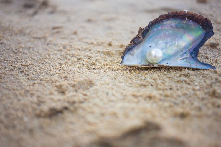 perhiasan mutiara, harga mutiara, mutiara air laut, mengapa mutiara air laut mahal, alasan mutiara mahal, harga mutiara air laut mahal, harga mutiara air laut, harga mutiara air tawar, harga mutiara kerang, 5 Alasan Harga Mutiara Air Laut Lebih Mahal dari Mutiara Air Tawar, 1. Waktu panen lebih lama, 2. Kuantitas panen lebih sedikit, 3. Budidaya di laut lebih sulit, 4. Kualitas bentuk dan kilau , 5. Warna alami yang langka