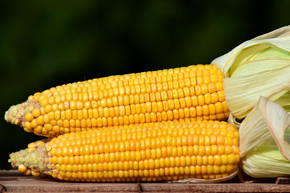 jagung, cara memilih jagung, Cara Memilih dan Menyimpan Jagung Mentah agar Segar dan Tahan Lama, 1. Pilih jagung yang masih utuh, 2. Biji besar, montok, dan tersusun rapat, 3. Tekstur butiran tidak lembek, 4. Tidak terlalu muda atau terlalu tua, 5. Air jagung berwarna putih susu, 1. Jangan simpan jagung di tempat panas, 2. Hindari paparan matahari langsung, 3. Bungkus dengan plastik sebelum disimpan, 4. Jangan kupas kulit jagung sebelum dimasak