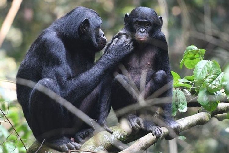 Tanggal 14 Februari Memperingati Hari Apa? Ini Daftar Peringatan Nasional dan Internasional, Hari Peringatan Pemberontakan Pembela Tanah Air (PETA), Hari Bonobo Sedunia, Hari Kesadaran Cacat Jantung Bawaan, Hari Pemberian Buku Internasional, Hari Pencinta Perpustakaan
