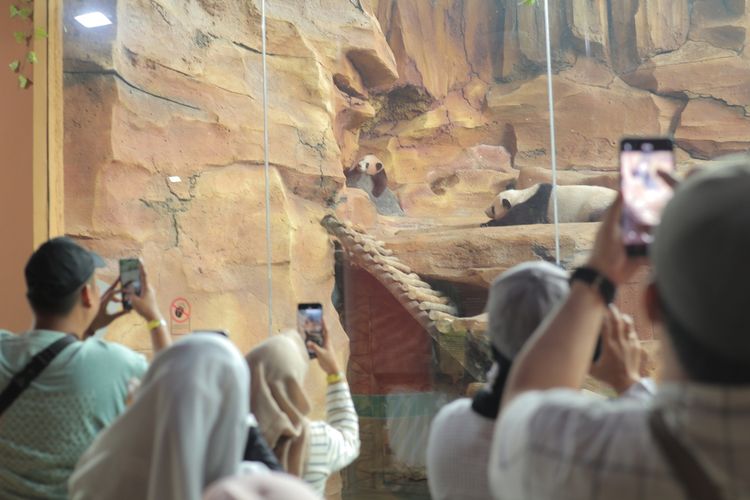 Taman Safari Indonesia, Giant Panda, Istana Panda, Rio Si Bayi Panda Pertama Kali Menyapa Pengunjung Taman Safari Bogor