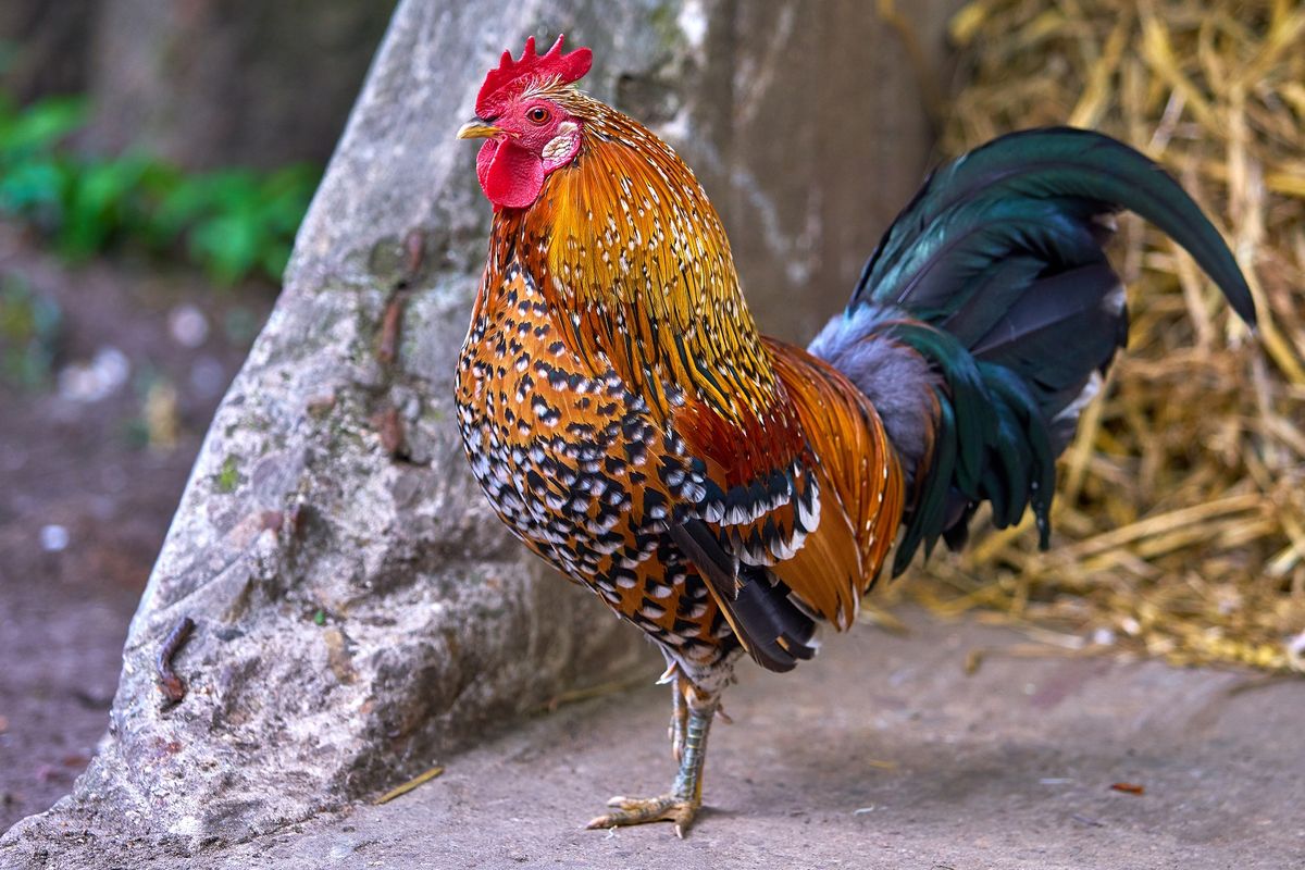 ayam kukuak balenggek, kukuak balenggek, Kabupaten Solok, Mengenal Ayam Kukuak Balenggek, Ayam Bersuara Merdu dari Sumbar
