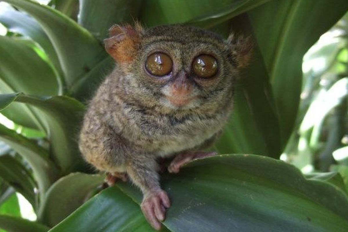 tarsius, Sulawesi, Tarsius, terancam punah, Tarsius, Primata Terkecil Dunia yang Terancam Punah: 13 Spesies Ada di Sulawesi, Ciri unik Tarsius, Ancaman deforestasi dan fragmentasi habitat, Penangkaran belum efektif, Perkembangan taksonomi dan tantangan baru, Perlindungan kawasan dan kebijakan spesifik