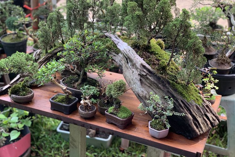 pameran flona di lapangan banteng 2025, pameran flona 2025, harga tanaman bonsai di pameran flona 2025, tanaman bonsai di pameran flona 2025, tanaman termahal di pameran flona 2025, Melihat Bonsai Seharga Rp 70 Juta di Pameran Flona, Apa Istimewanya?