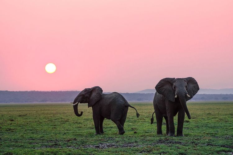Gajah, Gajah Sumatera, Ironi Gajah Sumatera, Penjaga Ekosistem yang Kini Berstatus Kritis Akibat Konflik dan Perburuan, Peran Vital Sang "Petani Hutan", Gajah dalam Budaya: Legenda Tari Guel Aceh, Konflik Manusia dan Ancaman Pidana, 7 Cara Mencegah Konflik Gajah Tanpa Kekerasan