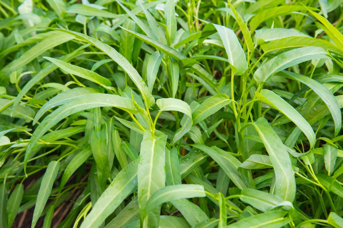 Kangkung, kangkung, cara menanam kangkung, tanaman kangkung, tanam kangkung pakai potongan tanaman, tanam kangkung tanpa tanah, 2 Cara Menanam Kangkung dari Sisa Potongan Dapur, Mudah Tanpa Pakai Tanah